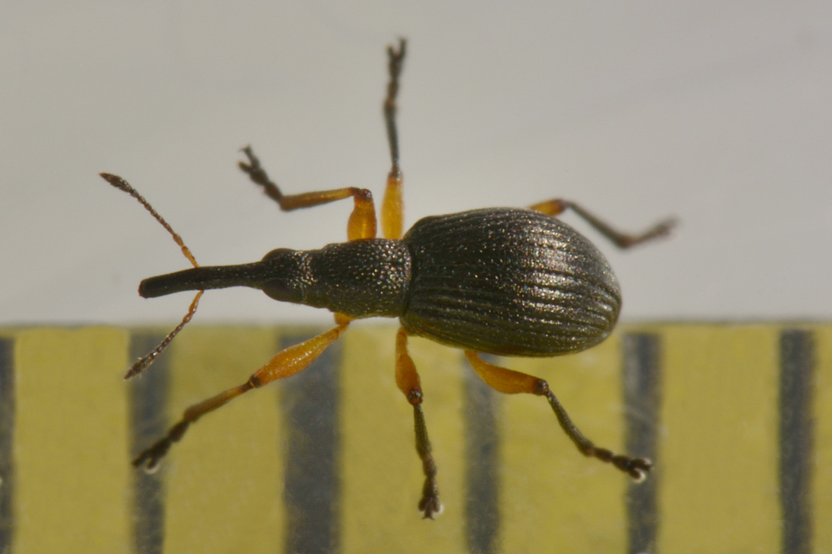 Apionidae: Protapion sp?   S,  Protapion apricans